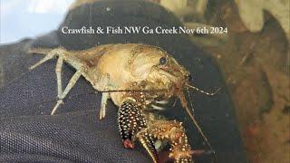 Wildlife In A North Ga Creek Nov6th 2024 #wildlife  #nature #fish #crawfish #crow #animals