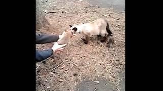Знакомство с кроликом.