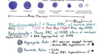 Reticulocytes & Polychromatophils