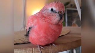 Rosey Bourke parakeet singing# sounds