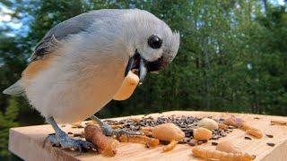 Meet Chirpie: The Adorable Tufted Titmouse!