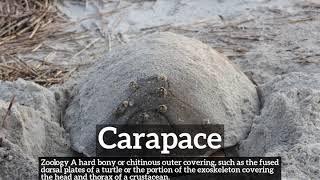 What is Carapace? | How Does Carapace Look? | How to Say Carapace in English?