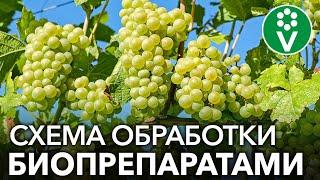 Как спасти виноград от мучнистой росы? СХЕМА ОБРАБОТКИ ВИНОГРАДА ОТ А ДО Я БИОПРЕПАРАТАМИ!