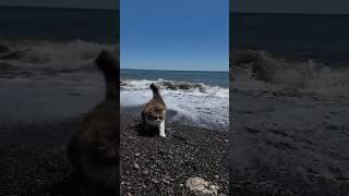 Лапки в море помочил.️ Кот Плюх.