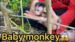 Cute baby monkey caught in a bird trap looks like bim-bim animals