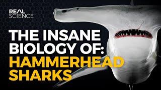 The Insane Biology of: Hammerhead Sharks