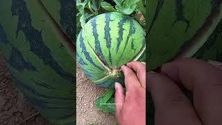 Easy Way To Break Open The Triploid Seedless Watermelon !