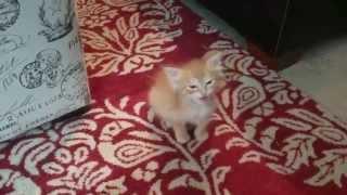 Tiny kitten orders a meal