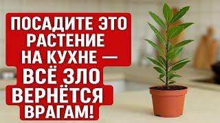 Посадите это растение на кухне, порча и сглаз уйдёт, а зло вернётся врагам! Приметы и ритуалы