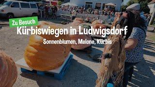 Kürbis wiegen in Ludwigsdorf  - Sonnenblume, Melone, Kürbis - Wer ist der Größte?