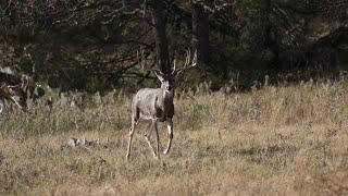 Whitetail archery hunt - December 2018