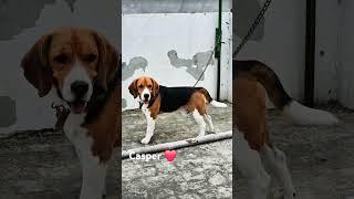 Aviable for stud service Beagle #doglover #pets #puppy #top #quality #casper#famoustiktokers #famos