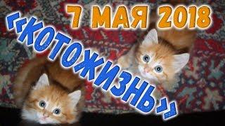 Кое-какие разговорчики + утро 7 мая  КОТОЖИЗНЬ!