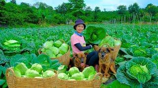 Full Video: Harvesting Green Cabbage Goes to Market Sell - Harvest, Farm, Cooking | Tieu Lien