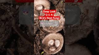  Your Questions Answered: Bird's Nest Fungi | Deep Look #shorts