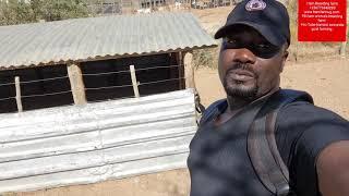 Simple Housing is the best idea of starting goat farming by hamiisi +256773343283