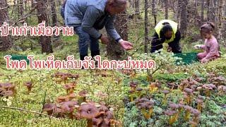 #โพดโเห็ดเก็บจังใดกะบ่หมด#ป่าเก่าเมื่อวาน