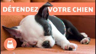 MUSIQUE pour CHIEN ANXIEUX  Détendez votre CHIEN ANXIEUX ! 