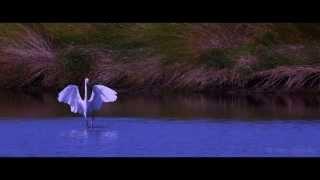 Heron's Dance