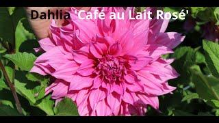 Dahlia 'Café au Lait Rosé' | gervenbulbs.com