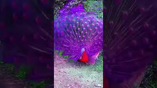 Burung merak yang indah #shortvideo #shorts #burung #merak