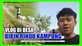 VLOG DI DESA BIKIN RINDU KAMPUNG || ILMAN PROJECT