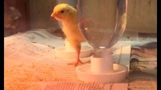 Baby Chicks at the Ross School's Innovation Lab Ecolab