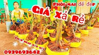 Phôi mai đế đẹp giá rẻ 7/11 #chịNhí0939693642 |MaivàngThanhTâm