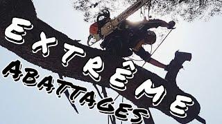 Monster Élagage    Abattages Toulon !!!      