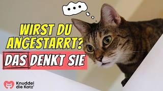 Das denkt deine Katze WIRKLICH, wenn sie dich anstarrt 