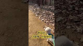 산책 중 만난 고양이가 낯선 단디. 냥냥이 친구들을 만나보지 못해서 겁에 질려서 괜히 승깔 부리네이(?)