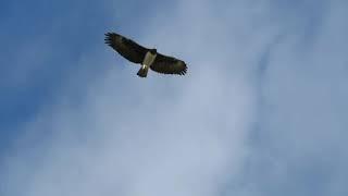 Martial Eagle