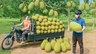 Harvesting 50KG of Honey jackfruit, Use 3-Wheeled Truck to Sell at Countryside Market - Farm Life