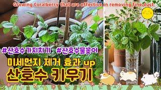 산호수 키우기 가지치기 물꽂이, 미세먼지 제거에 효과적_ Growing Coralberry that are effective in removing fine dust.