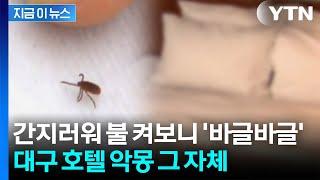 먼지인 줄 알았던 알갱이들...호텔방 불 켜보니 100마리가 '우글' [지금이뉴스] / YTN