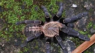 Haplopelma sp. " Bach Ma " in nature