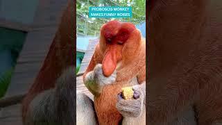 Proboscis Monkey Amazing Video | Eats Corn