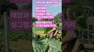 자연이 주는 풍성한 먹거리 #자연산밥상  #텃빝브이로그  #풍성한한끼