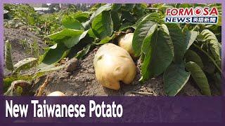 New Taiwanese variety of potato is hardy and versatile