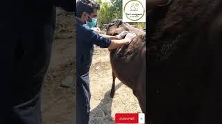 Abscess drainage in a Cattle|creation wound|pus was drained|@vet-surgeon Dr Asim Shabir|