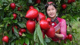 Harvest RUBY HENFRUIT and sell - Harvesting & Gardening | Ella Daily Life