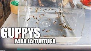 atrapando guppys para las tortugas