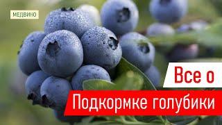 Сладкая и крупная голубика: чем и когда кормить голубику