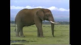 National Geographic Special, Elephant (1989)