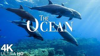 The Ocean 4K - Scenic Wildlife Film With Calming Music - Sea Animals for Relaxation - 4K Video UHD