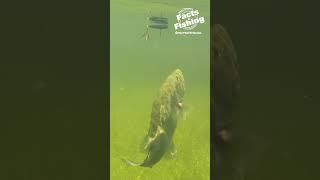 Big Bass Topwater Explosion! #shorts