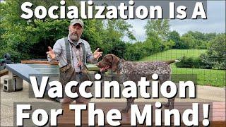 Why Is Puppy Socialization So Important? | It Is A Vaccination For the Mind!