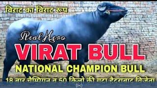 Virat Bull National Champion Bull story buffalo milk Ajay Pahal owner