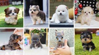 Teacup Dogs - 15 Cute Miniature Dog Breeds | Teacup Puppies