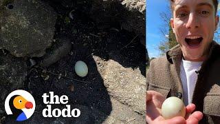 Guy Finds Mysterious Egg And Decides To Hatch It | The Dodo